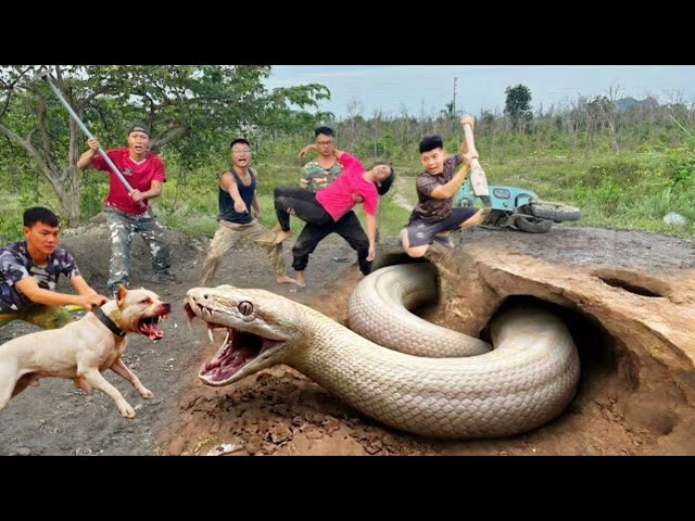 Expert Bravely Digs Out and Captures a Giant White Python to Rescue a Young Girl