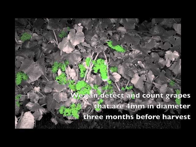 Yield Estimation in Vineyards by Visual Grape Detection