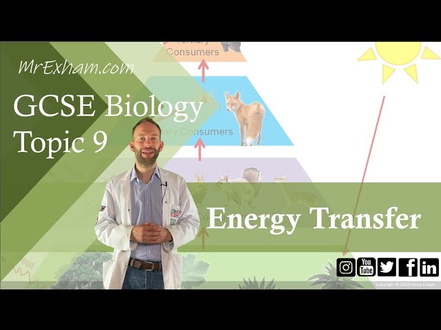Food Chain Energy Transfer and Loss - GCSE Biology (9-1) 9.8B