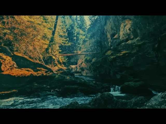 SASQUATCH IN ONTARIO: True Eyewitness Encounters With Bigfoot