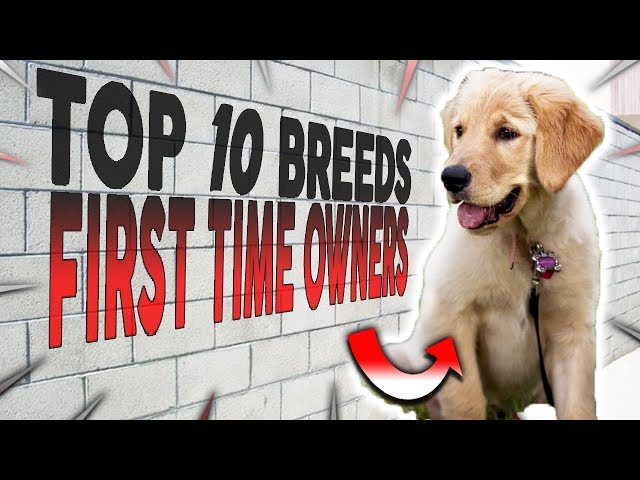 TOP 10 BEST DOG BREEDS FOR FIRST TIME OWNERS