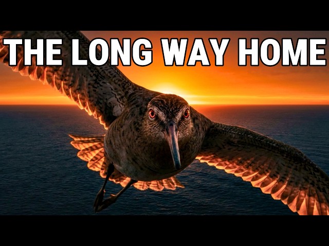 The Evolution of Migration — How Life Learned to Move