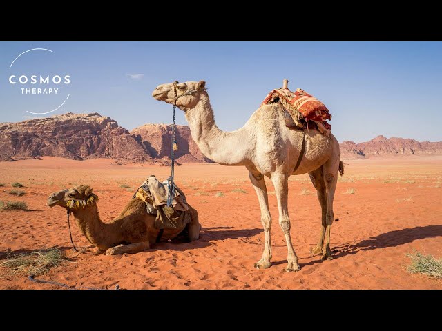 World of Camels | A Short Documentary | Wildlife | Animals Documentary