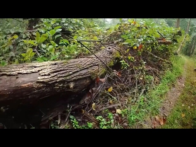 Mountain-to-Sea Trail system continues recovery two years after Helene