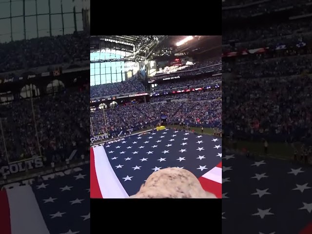 Soar with Challenger  during the national anthem! #challengerthebaldeagle #americaneaglefoundation