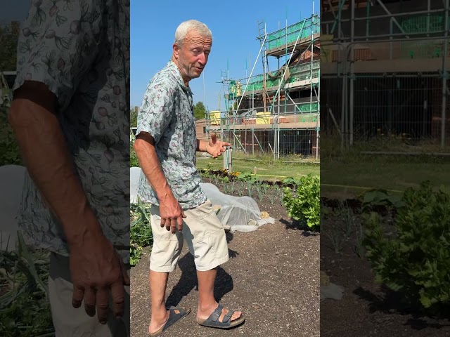 Differences Between Two Sowings of Celery