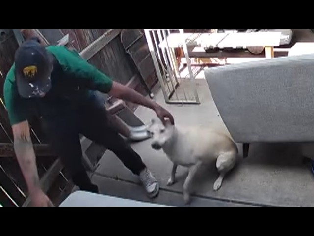 Dognapper Returns Dog To Family