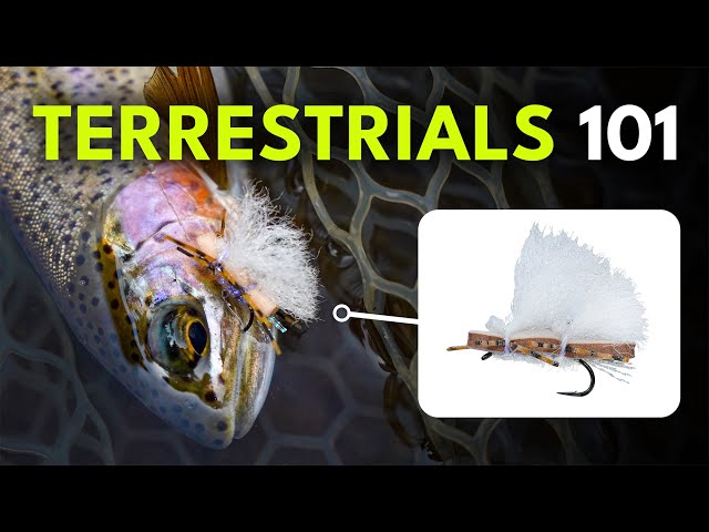 Terrestrial Flies for Trout: Top Patterns & When to Use Them | Episode 9
