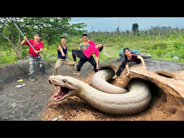 Expert bravely digs up and captured 2 giant white pythons to save the girl