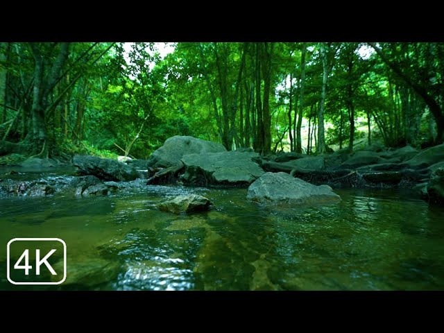 Beautiful Birds Chirping in the Mountains, Babbling Stream Sound, Forest Sounds