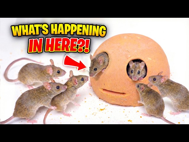 CAT TV - REAL Mouse for Cats to Watch - Cat GAMES Videos for Cats to Watch