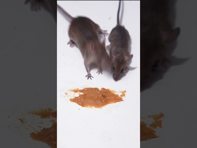 Why Mice LOVE Eating Peanut Butter! Cat TV