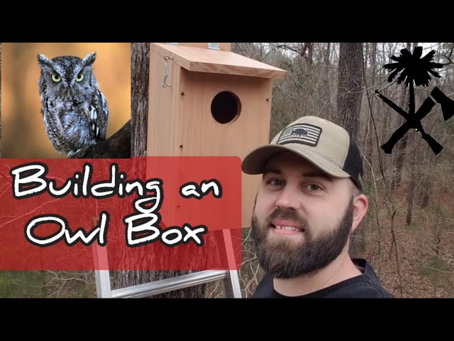 Homestead Project: Building an Owl Box, Screech Owl
