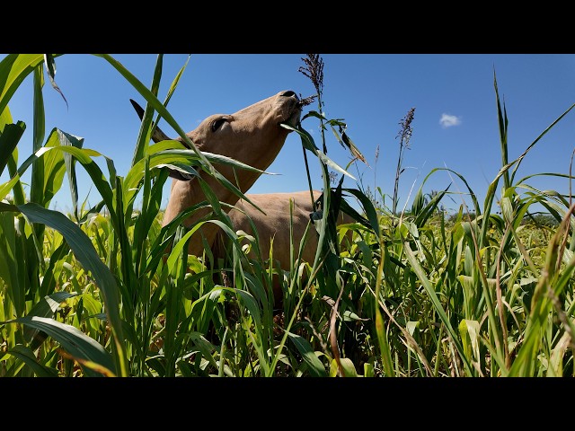 How This Texas Ranch Thrives in Extreme Drought
