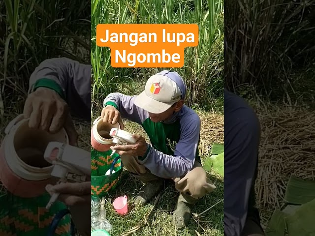 Menikmati teh Angat disawah #benihpadi #menanampadi