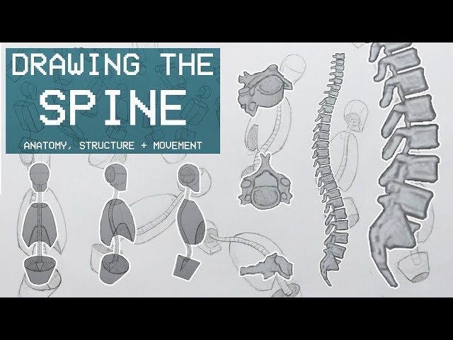 Drawing The SPINE - Anatomy, Structure & Movement - Anatomy 2