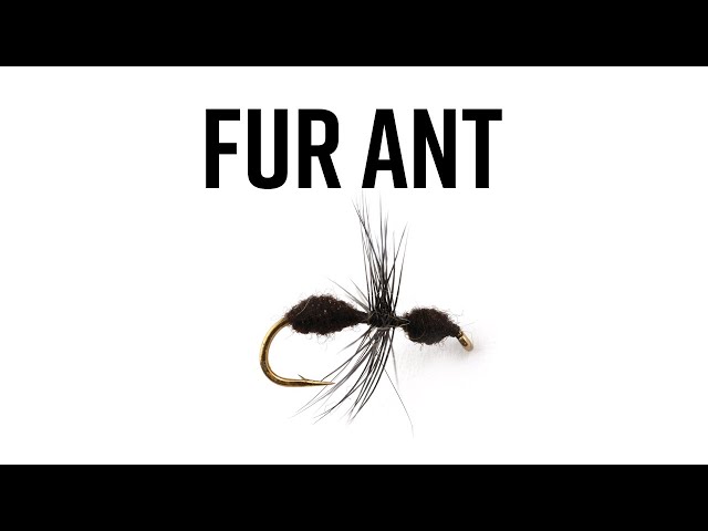 Fur Ant