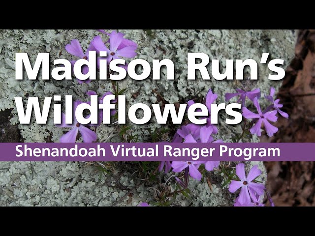 April Showers for Wildflowers!
