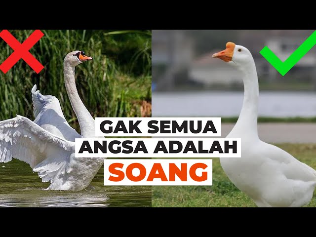 The Difference Between Geese and Swans #temansains