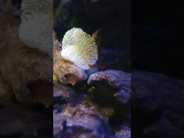 Feeding My Anemone #timelapse