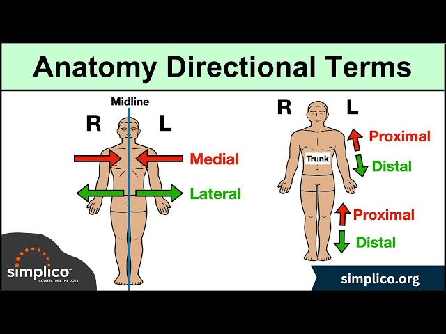 Anatomical Position and Directional Terms [Anatomy MADE EASY]