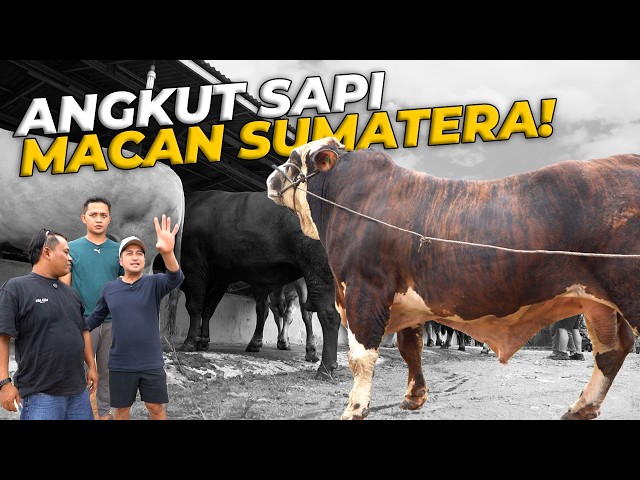 IRFAN HAKIM NEMU SAPI JUMBO DENGAN SKIN MACAN SUMATERA DI LAMPUNG! #eps9
