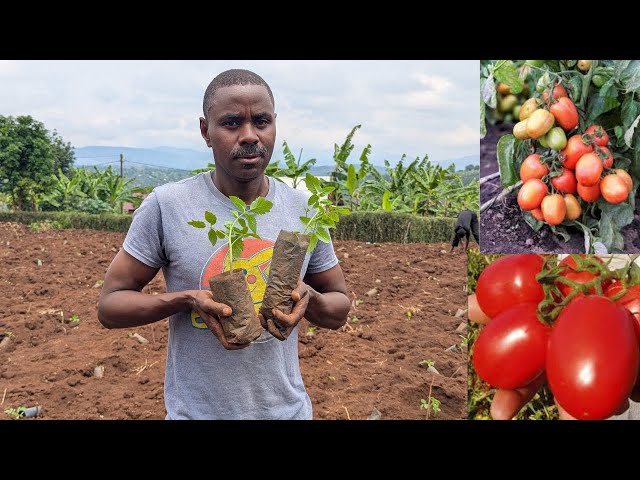 🍅 Inyanya Mpinga Zitanga Umusaruro Ukubye Inshuro 5! Izisanzwe😲 Reba Uko Nzihumbika mu Bihoho 🚀
