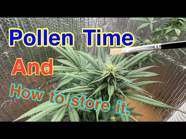Pollinating a plant - Storing pollen