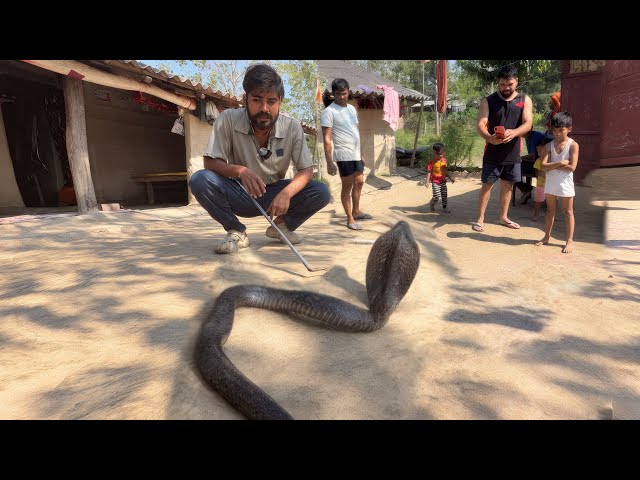 😢 Poor cobra injured – heartwarming moment | black cobra rescue in India