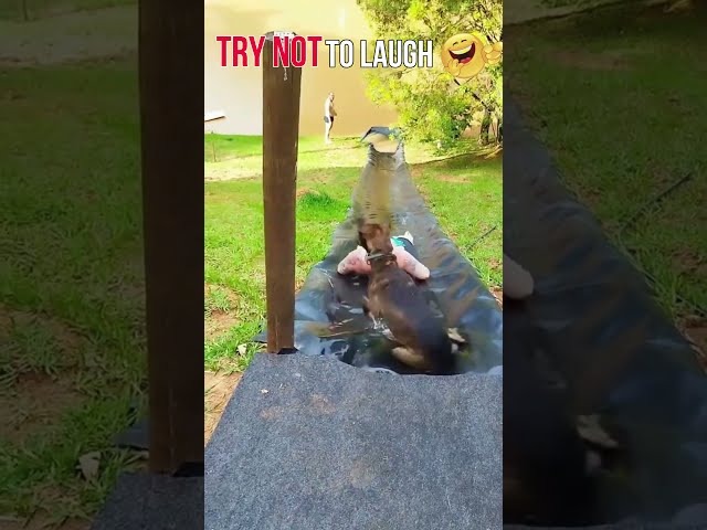 Try Not To 😂 Laugh 🤣