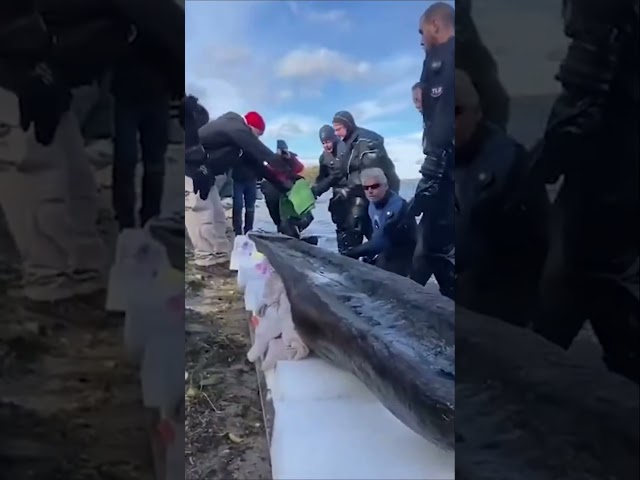 Discovering an Ancient 3000 Year Old Canoe in Lake Mendota, Wisconsin