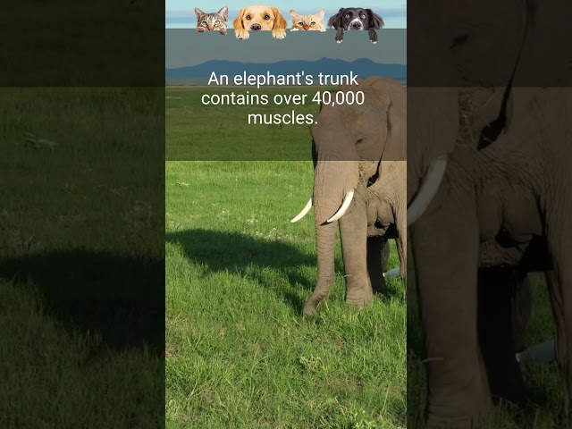 FUN Facts About: Elephants | Science Explained Simply | #shorts