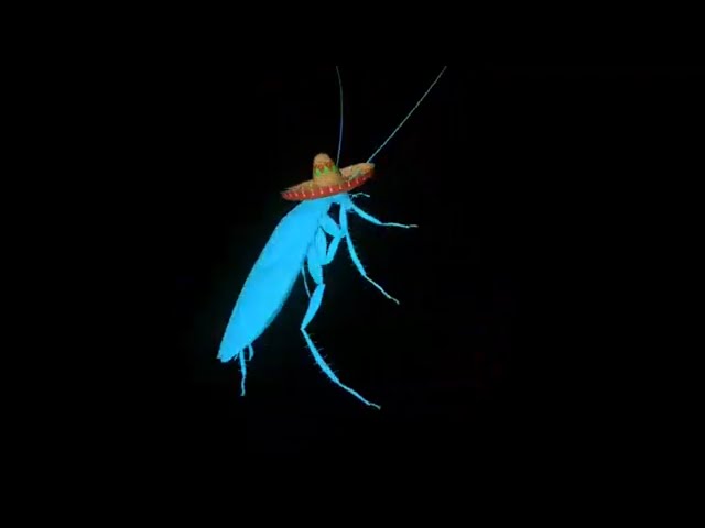 Rainbow cockroach dances to La Cucaracha 10 hours