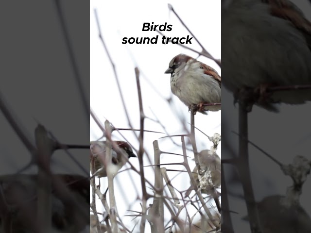 birds Royalty Free soundtrack 😎 #freedownload #soundtrack #stockvideo