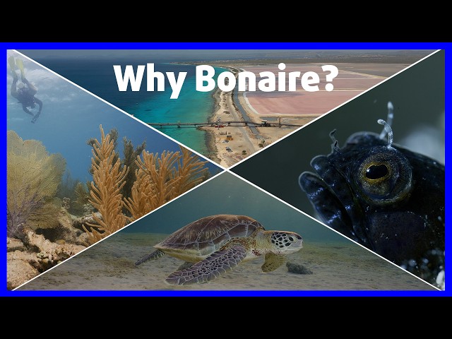 Why I keep coming back to Bonaire... - A short film by Matthias Lebo