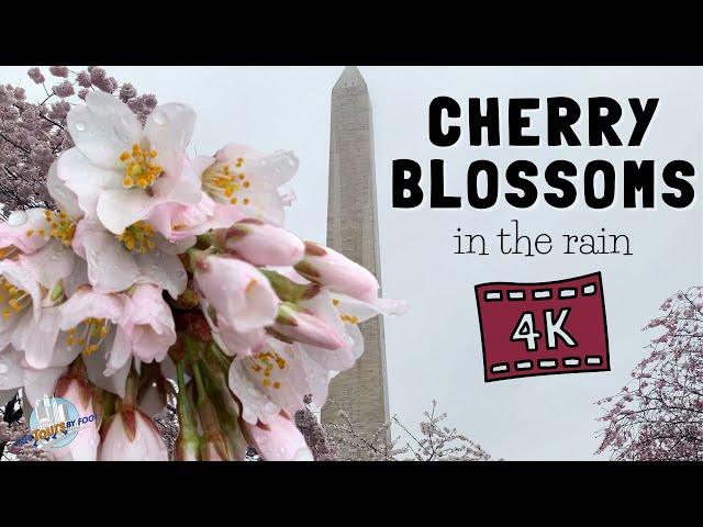 4K Walk through Cherry Blossoms in the Rain | Spring in DC