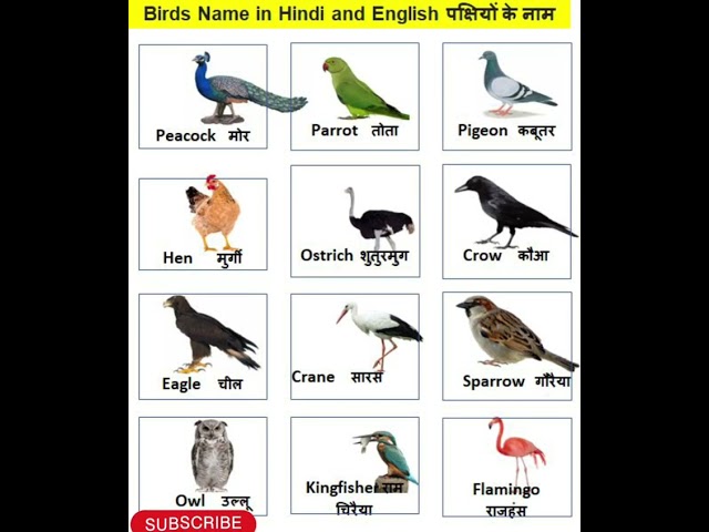 Birds Name/ birds Name English And Hindi/पक्षियों के नाम हिन्दी#viral #Shorts