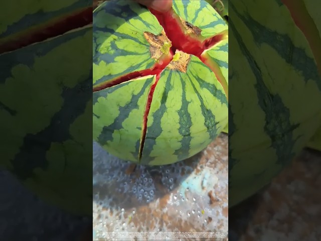 Watermelon Splits Open With One Flick