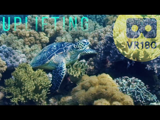 VR180 UPLIFTING SEA TURTLES!  / 3D 180° 5.7K 60fps for QUEST2