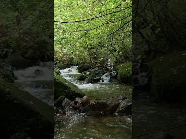 River Sounds: Dollar Glen, Scotland | ASMR Stress Relief & Relaxation