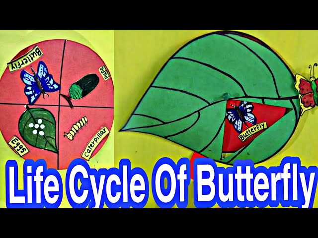 Life Cycle Of A Butterfly Model|Butterfly Life Cycle/how to make  life cycle of butterfly model