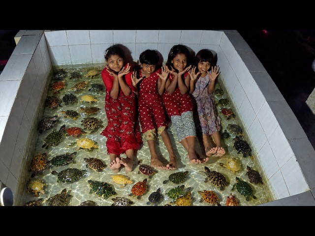 Different Colour Tortoise Living Aquarium Cleaning at Night with Girls!