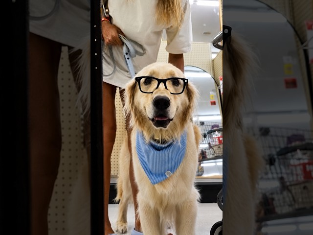Cute dog wearing Meta smart glasses