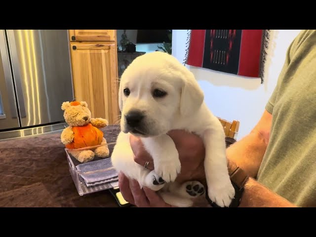 Lab Puppy, AUTUMN, Enjoys her 4-week Birthday "Banana Milkshake" #labrador  #puppy #cutepuppy