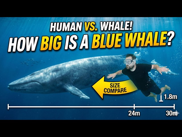 Length Of A Blue Whale #sea #science #bluewhales