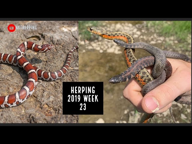 Looking for Rare Snakes Under Garbage in Kentucky!