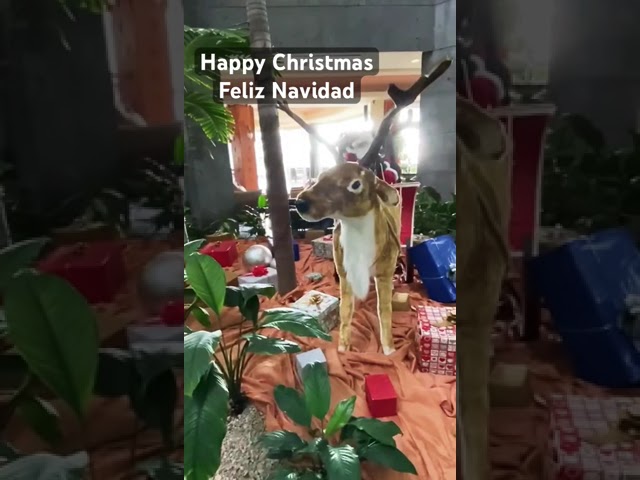 Happy Christmas from Tenerife