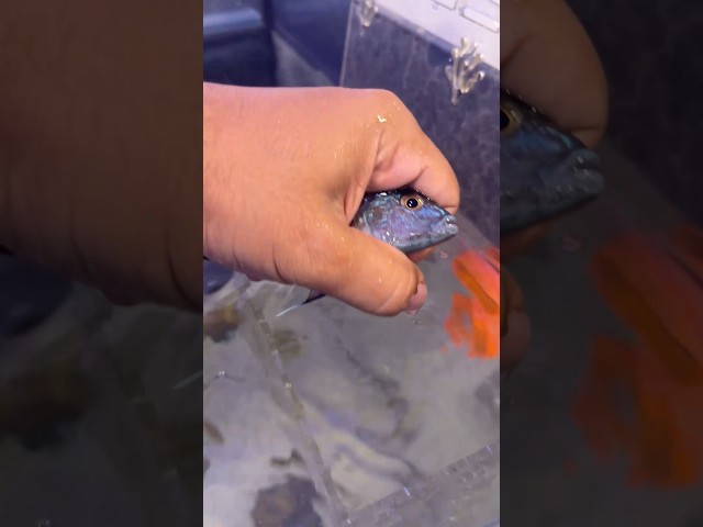 He's Got a Bad Temper! 😅 #africancichlids #aquarium