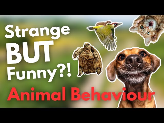 Funniest Animals on the Internet | Crazy Animal Behaviour