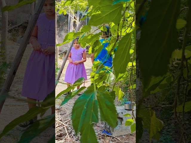 Mulberries in my Backyard #fruits #viral #mulberry #mulberries #mulberrytree